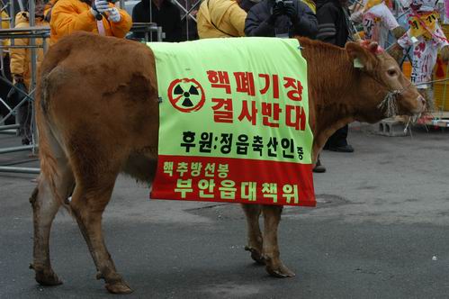 정읍축산인들이 대책위에 후원한 암소 한 마리 